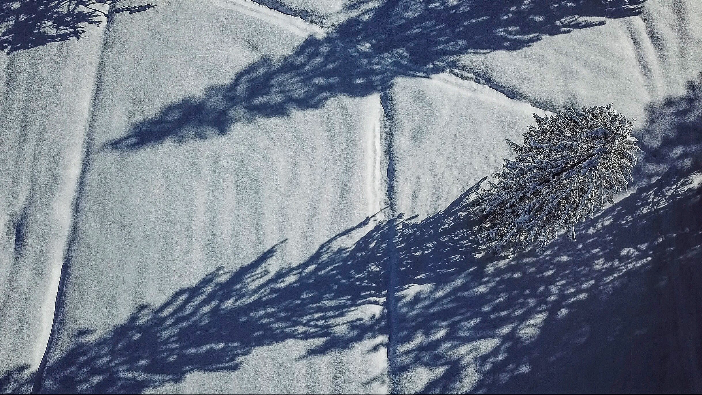 Luftaufnahme Baum Schnee Drohne